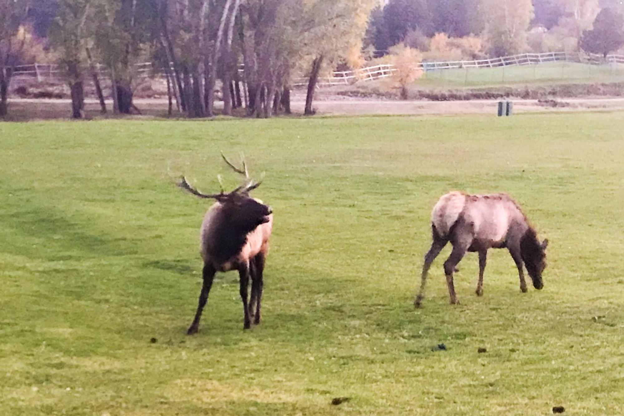 Villa Fairways & 14Ers Estes Park Exterior foto
